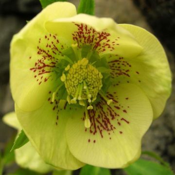 Helleborus orientalis Yellow Speckled - Hellebore