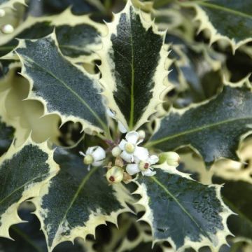 Ilex Silver Queen - Large Holly