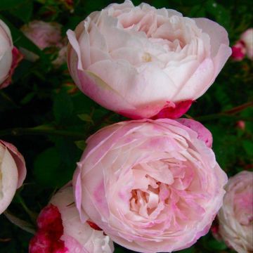 Rose Madame Pierre Oger - Shrub Rose