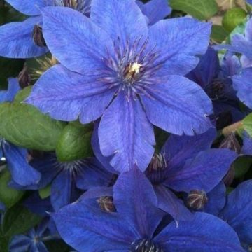 Clematis Mon Amour - Vivid Violet-Blue Clematis