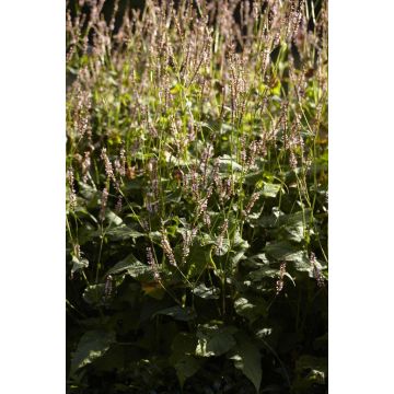 Persicaria amplexicaulis 'Rosea'