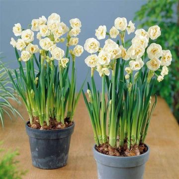 Narcissus Bridal Crown - Fragrant Double Daffodils -  TWO lovely potfulls
