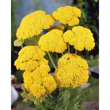 Achillea filipendula 'Cloth of Gold' - Yarrow