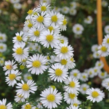 Aster ericoides 'White Heather' - Michaelmas Daisy