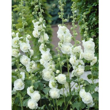 Alcea Chaters Double White - Hollyhock (Althea)
