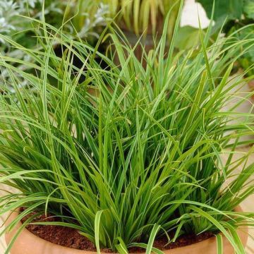 Carex morrowii Variegata