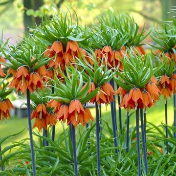 Fritillaria imperialis rubra Aurora - Crown Imperial Fritillary - In  Bud & Bloom