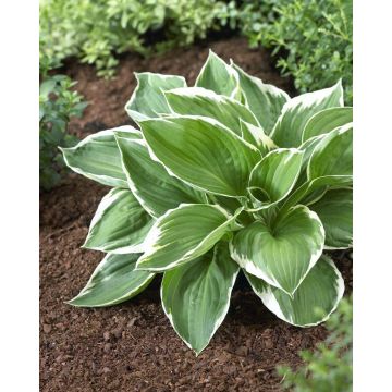 Hosta Francee