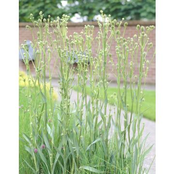 Eryngium Agavifolium - Eryingium agavifolium