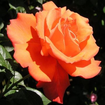 Rose Alexander - Hybrid Tea Rose