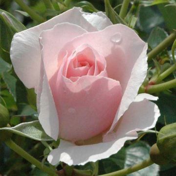 Rose Bride - Hybrid Tea Bush Rose