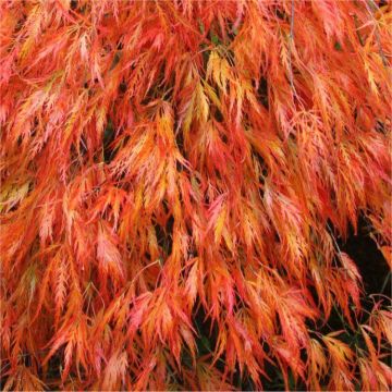 Acer palmatum dissectum Orangeola