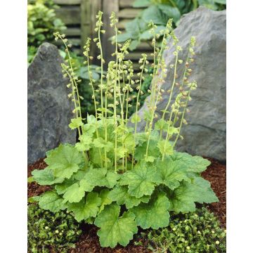 Tellima grandiflora - Fringe Cup Plant