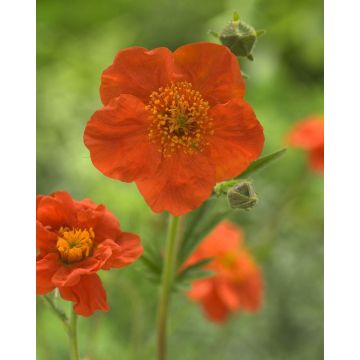 Geum 'Borisii'