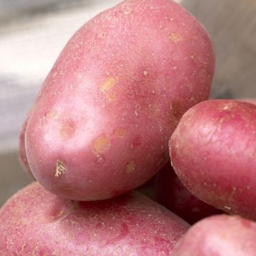 Red Duke of York - 1st Early Seed Potatoes - Pack of 10