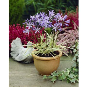 Agapanthus Tinkerbell - Variegated Nile Lily