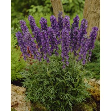 Aconitum napellus Newry Blue