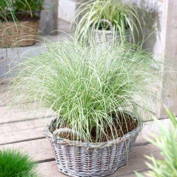 Carex comans Frosted Curls - Pack of THREE Plants