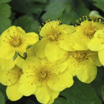 Waldsteinia Ternata - Barren Strawberry