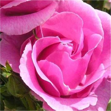 Rose Lucky - Floribunda Rose