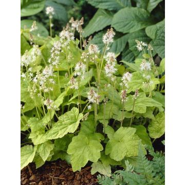 Tiarella wherryi - Foam Flower