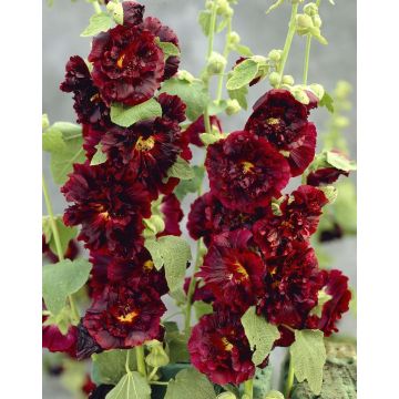 Alcea Chaters Double Maroon - Hollyhock (Althea)