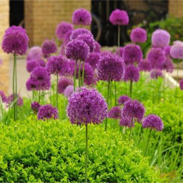 Allium hollanicum Purple Sensation Plants in Bud