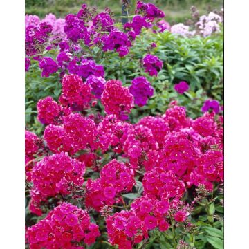 Phlox paniculata 'Starfire'