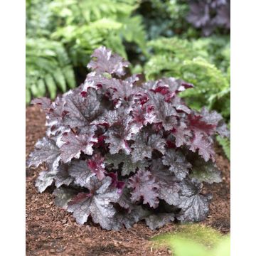 Heuchera Plum Pudding