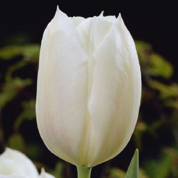 Tulipa 'Inzell' - White Tulips in Bud