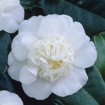 Camellia japonica Nobilissima - Sumptuous White Flowering Evergreen Camellia
