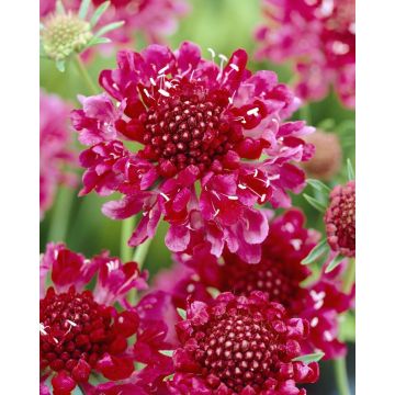 Scabiosa atropurpurea 'Chile Pepper' - Scabious