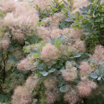 Cotinus coggygria Grace - Smoke Bush