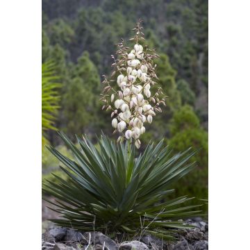Yucca gloriosa - Hardy Green Yucca - Adams Needle - LARGE