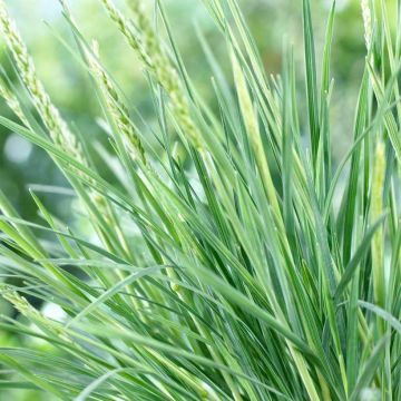 Koeleria glauca - Blue Hair Grass