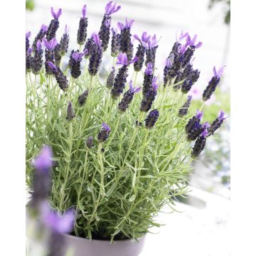 Lavender stoechas Anouk - French Lavender - Lavendula