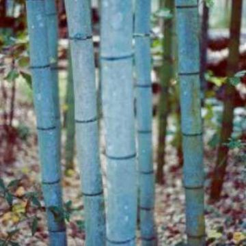 Phyllostachys nigra Henonis - Blue Bamboo 6ft+