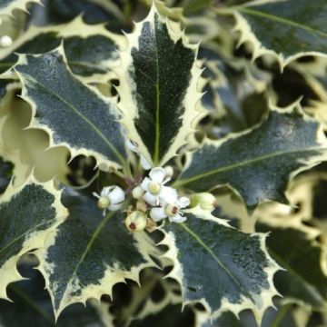 Ilex Silver Queen - Silver Variegated Male Holly
