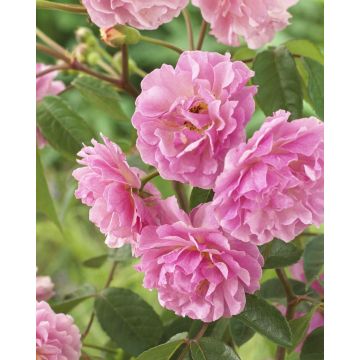 Rose Cornelia - Shrub Rose