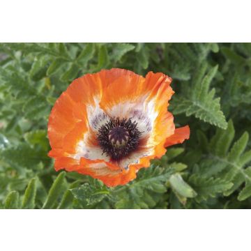 Papaver orientale Picotee - Oriental Poppy