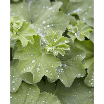 Alchemilla mollis - Lady's Mantle