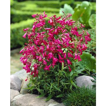 Penstemon Garnet - Beautiful Garnet-Red Penstemon