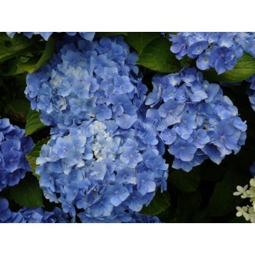 Hydrangea macrophylla Bodensee - Blue Mophead Hydrangea