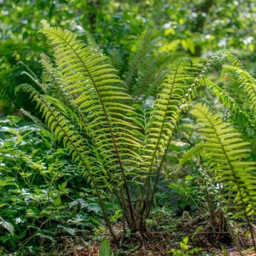 Dryopteris atrata cycadina - Shield Fern