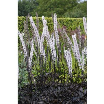 Actaea (Cimicifuga) simplex Black Neglige