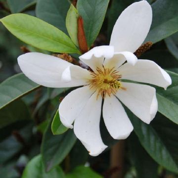 Michelia Magnolia Fairy White - New Fragrant White Evergreen Magnolia