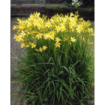 Hemerocallis ''Lilioasphodelus''