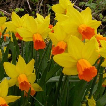 Jetfire Dwarf Daffodils in Bud