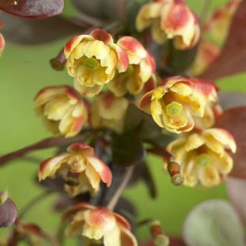 Berberis thunbergii Dart's Red Lady - Dwarf Barberry