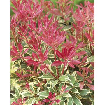 Pieris Carnival